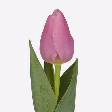 ТЮЛЬПАН МОСНИ 3шт-пакет