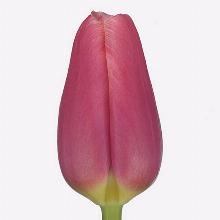 ТЮЛЬПАН МИСС ЧЕН 3шт-пакет