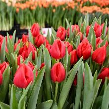 ТЮЛЬПАН РЕД СТОУН 3шт-пакет