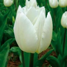 ТЮЛЬПАН УАЙТ МАРВЕЛ 3шт-пакет