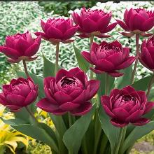 Нажмите чтобы увеличить изображение