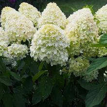 ГОРТЕНЗИЯ МЕТЕЛЬЧАТАЯ МЭДЖИКЭЛ МАТТЕРХОРН пакет