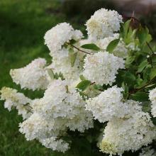 ГОРТЕНЗИЯ МЕТЕЛЬЧАТАЯ САММЕР СНОУ пакет