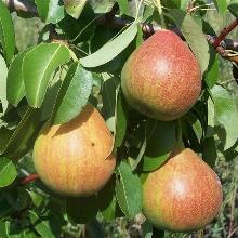 ГРУША ЛЕБЕДУШКА пакет