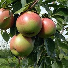 ГРУША КУПАЛА пакет