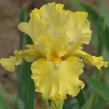 ИРИС БОРОДАТЫЙ ГОЛДЕН ИММОРТАЛ пакет