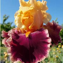 ИРИС БОРОДАТЫЙ ГЛИТТЕРАТИ пакет