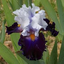 ИРИС БОРОДАТЫЙ ПИСТ НУАР пакет