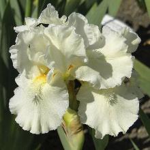 ИРИС БОРОДАТЫЙ ДЖЕРСИ КРИМ пакет