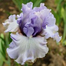 ИРИС БОРОДАТЫЙ ФОГБАУНД пакет