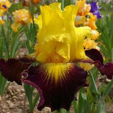 ИРИС БОРОДАТЫЙ ГРЕНАД пакет