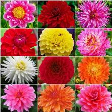 ГЕОРГИНА СМЕСЬ СОРТОВ н/ф