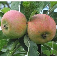 ЯБЛОНЯ КОРОБОВКА пакет