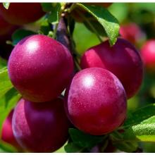 СЛИВА ПУТЕШЕСТВЕННИЦА пакет