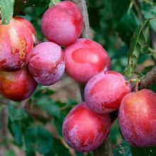 СЛИВА ВИКТОРИЯ пакет