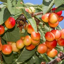 ЧЕРЕШНЯ АНАЛОГ ФАТЕЖА 2-Х ЛЕТКА пакет