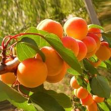 АБРИКОС РОССИЯНИН пакет