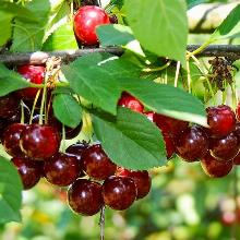 ВИШНЯ ЩЕДРАЯ пакет