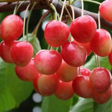 ЧЕРЕШНЯ МЕДУНИЦА пакет