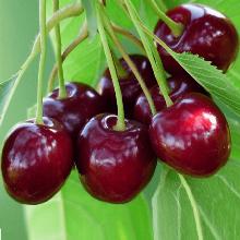 ЧЕРЕШНЯ НАРОДНАЯ пакет