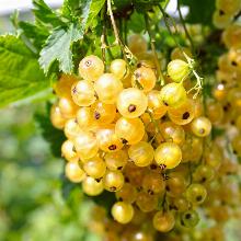 СМОРОДИНА БЕЛАЯ ЗОЛОТИСТАЯ РОСА пакет