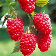 МАЛИНА ШТАМБОВАЯ БОГАТЫРЬ пакет