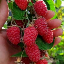 МАЛИНА РЕМОНТАНТНАЯ ШАПКА МОНОМАХА пакет