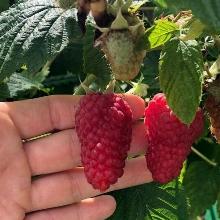 МАЛИНА СЛАВА РОССИИ пакет