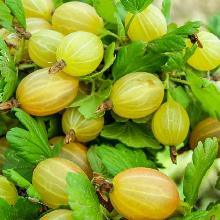 КРЫЖОВНИК АЛТАЙСКИЙ пакет