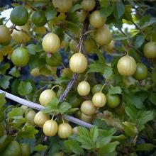 КРЫЖОВНИК БЕЛЫЙ ТРИУМФ пакет