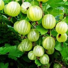 КРЫЖОВНИК БЕРИЛЛ пакет