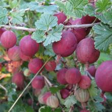 КРЫЖОВНИК КРАСНЫЙ КРУПНЫЙ пакет