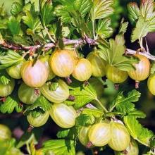 КРЫЖОВНИК МУКУРИНЕС пакет