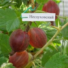 КРЫЖОВНИК НЕСЛУХОВСКИЙ пакет