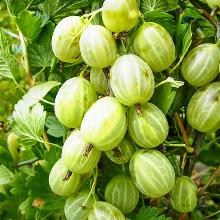 КРЫЖОВНИК ХИННОНМАКИ ВАЙТ пакет