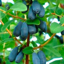 ЖИМОЛОСТЬ ПЛОДОВАЯ ВОЙТЕК пакет