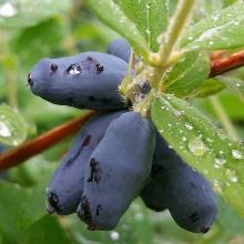 ЖИМОЛОСТЬ ПЛОДОВАЯ ПУШКИНСКЯ пакет