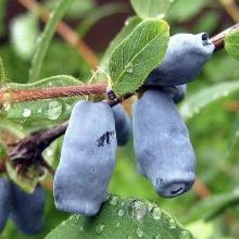 ЖИМОЛОСТЬ ПЛОДОВАЯ СЛАВЯНКА пакет