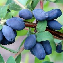 ЖИМОЛОСТЬ ПЛОДОВАЯ ХОНЕЙ БЛЮ пакет