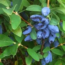 ЖИМОЛОСТЬ ПЛОДОВАЯ АЛТАЙ пакет