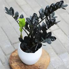 ЗАМИОКУЛЬКАС ЧЕРНЫЙ ВОРОН горшок-с1 флос